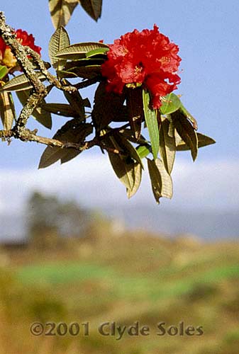 Rhodedendron3