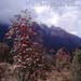 Rhodedendron1