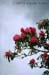 Rhodedendron2