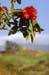 Rhodedendron3